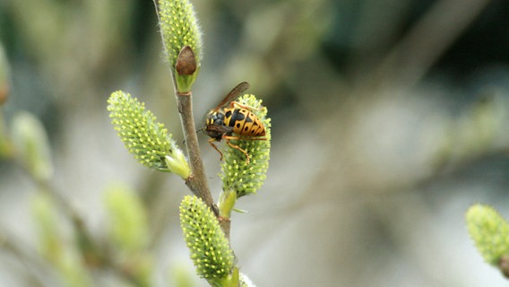 Eine Wespe beim Bestäuben von Weidenkätzchen. © NDR Foto: Renate Reinbothe aus Thurow.
