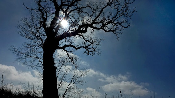 Baum in der Mittagssonne © NDR Foto: Helmut Kuzina aus Wismar