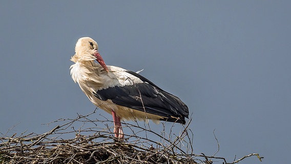 Storch © NDR Foto: Frank Engel aus Parchim