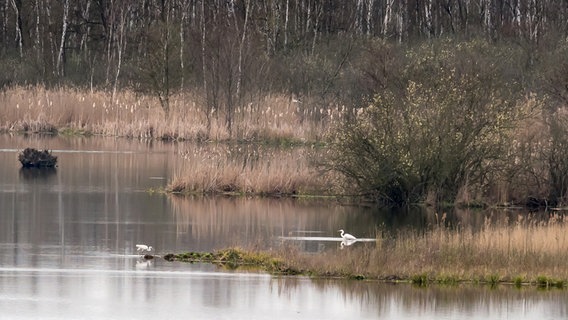 Zwei Reiher an einem See © NDR Foto: Frank Engel aus Parchim