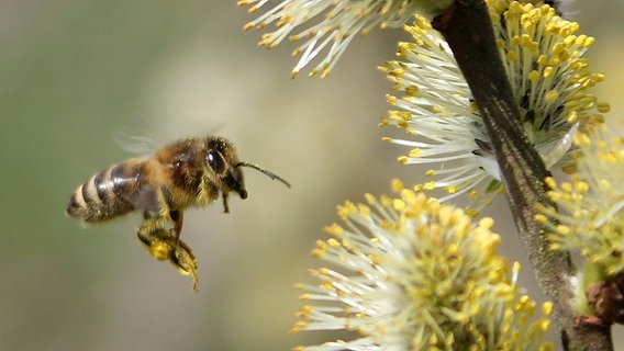 Eine Biene fliegt auf eine Blüte zu. © NDR Foto: Klaus Deußig aus Roggendorf
