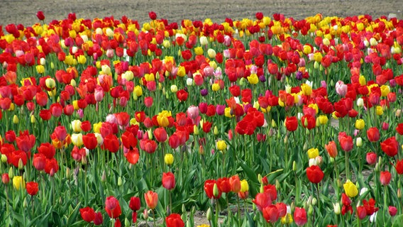 Ein Feld mit Tulpen © NDR Foto: Johannes Kansy aus Schwerin