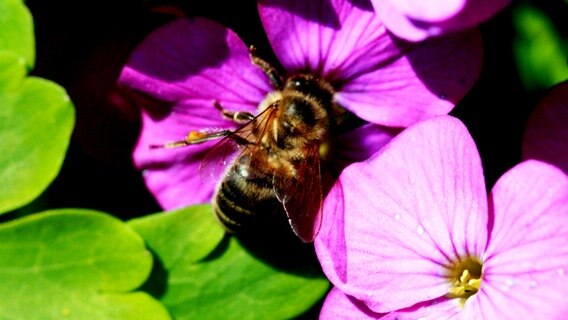 Biene an einer Blüte © NDR Foto: Renate Reinbothe aus Thurow