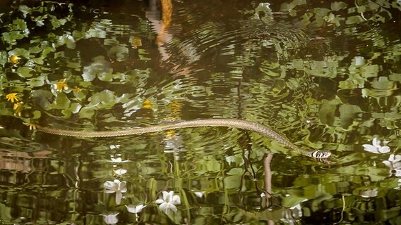Ringelnatter in einem See © NDR Foto: Frank Engel aus Parchim