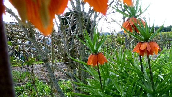 Kaiserkronen in einem Garten © NDR Foto: Christa Gierds aus Neustadt-Glewe
