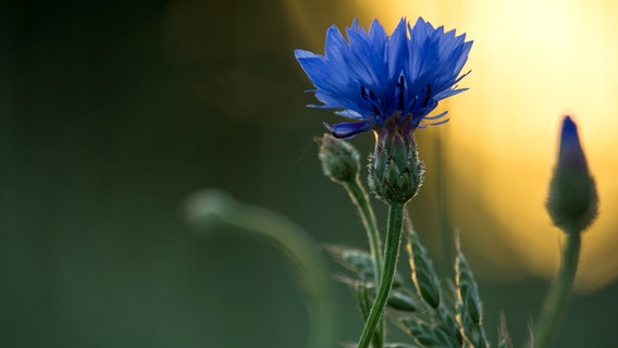 Eine Kornblume in der Sonne © NDR Foto: Michael Ritter aus Lübz
