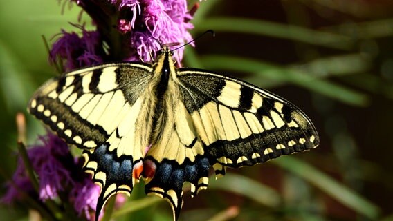 Ein Schmetterling an einer Blume © NDR Foto: Thomas Hölker aus Goldenstädt