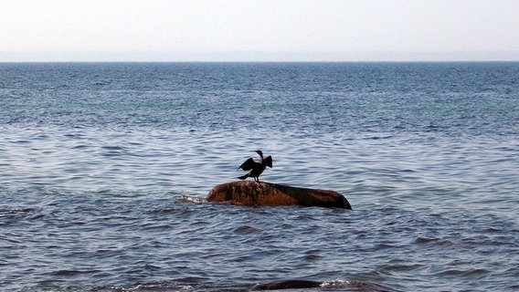 Ein Vogel steht auf einem Stein, der aus dem Meer ragt. © NDR Foto: Horst Laatz von der Insel Poel