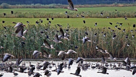 Gänse fliegen über ein Gewässer. © NDR Foto: Uwe Meyer aus Lübtheen