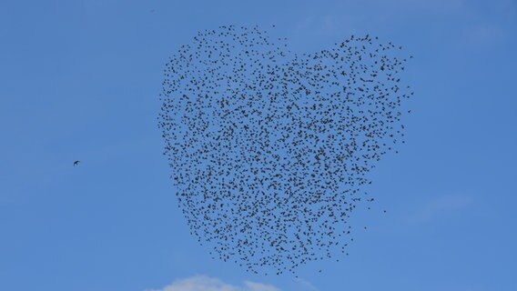 Stare fliegen in herzförmiger Formation © NDR Foto: Petra Brakenwagen aus Domsühl