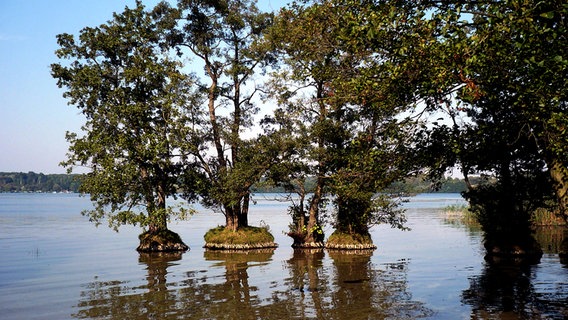 Bauminseln im Schweriner Außensee © NDR Foto: Walter Rodewald aus Peckatel