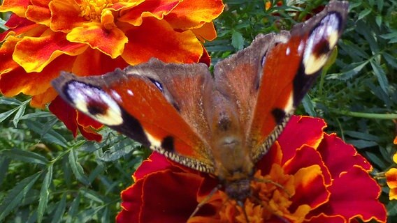 Nahaufnahme eines Schmetterlings auf einer Blume. © NDR Foto: Christa Gierds aus Neustadt-Glewe