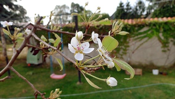 Blüte am Birnbaum © NDR Foto: Martin Spließ aus Kogel