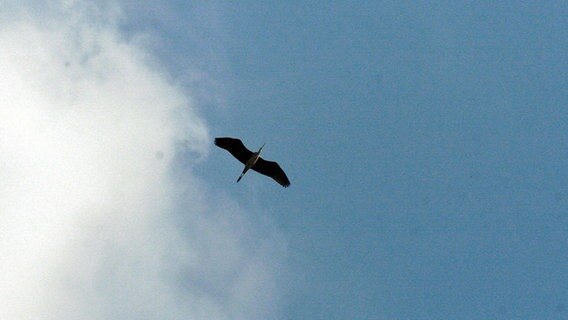 Ein fliegender Storch © NDR Foto: Renate Reinbothe aus Thurow