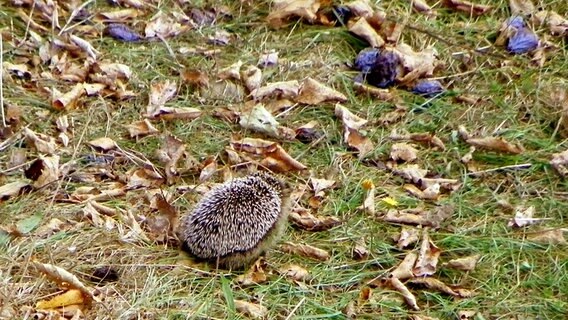 Igel auf Futtersuche © NDR Foto: Frank Stobbe aus Waschow