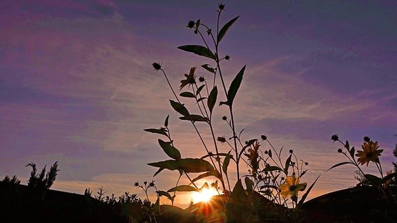 Sonnenstrahlen fallen durch eine Gräsersilhouette. © NDR Foto: Helmut Kuzina aus Wismar