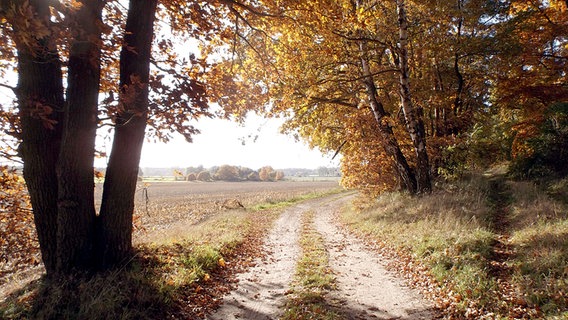 Blick von einem Wald aus auf ein Feld. © NDR Foto: Walter Rodewald aus Peckatel