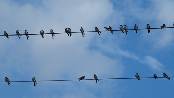 Auch die Schwalben sammeln sich um den Sommer zu verabschieden - fotografiert von Monika Kurcz aus Thandorf. © NDR Foto: Monika Kurcz aus Thandorf
