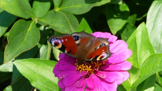 Tagpfauenauge auf Zinnienblüte © NDR Foto: Manfred Egerland aus Parchim