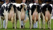 Vier Milchkühe werden auf der MeLa präsentiert. © NDR Foto: Robert Auer aus Schwerin