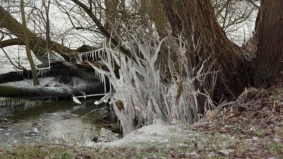 Zahlreiche Eiszapfen verzieren diesen Busch © NDR Foto: Steffi Meyer aus Kalsow