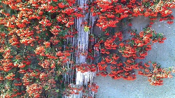 Rote Blüten an einer Hauswand mit einigen kleinen Eiszapfen © NDR Foto: Rainer Schuberth von der Insel Poel