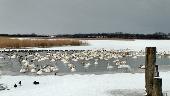 Wasserloch im zugefrorenen See mit vielen Wasservögeln © NDR Foto: Helmut Kuzina aus Wismar