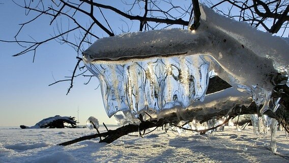 Eisgebilde an einem verschneiten Ast © NDR Foto: Thomas Anton aus Schwerin