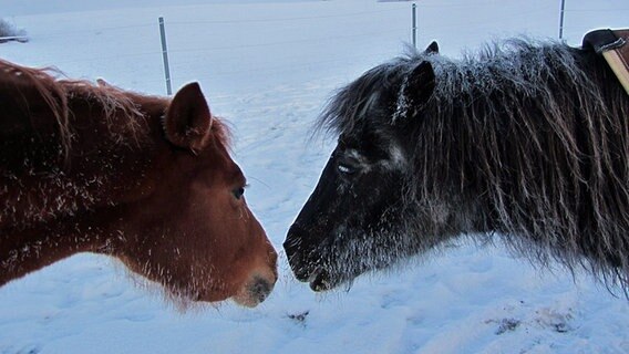 Zwei Pferde küssen sich © NDR Foto: Juliane Mathes aus Thurow
