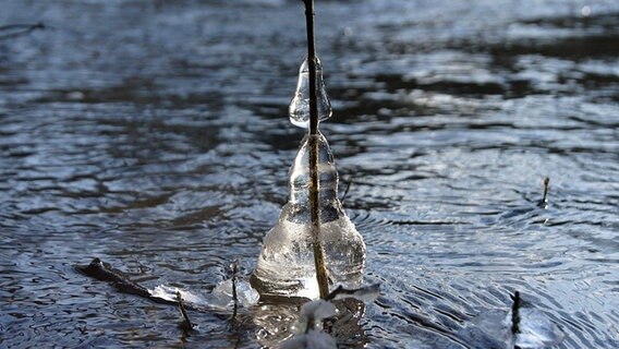 Dickes Eis hat sich an einem Stock gebildet © NDR Foto: Gabriele Kaulfürst aus Schwerin
