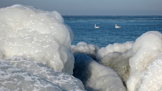 An der vereisten Küste schwimmen zwei Schwäne © NDR Foto: Joachim Braun aus Kühlungsborn