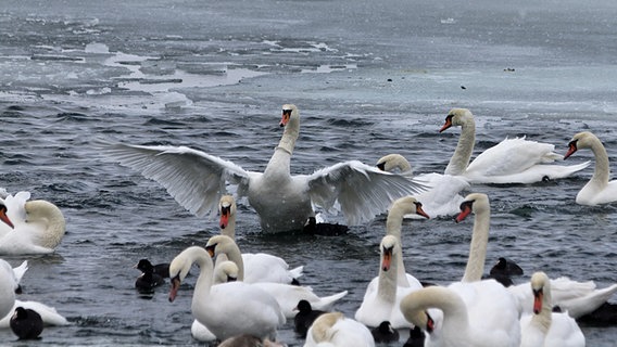 Ein Schwan streckt seine Flügel aus © NDR Foto: Frank Boddin aus Bad Doberan