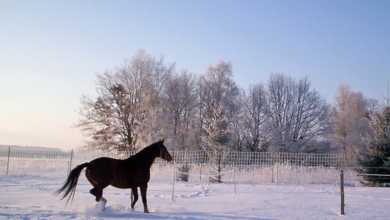 Ein Pferd läuft durch den Schnee © NDR Foto: Franziska Lück aus Neu Lüblow