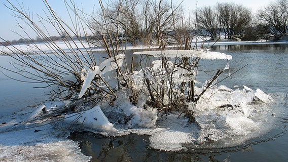 In einem Strauch hängen große Eisschollen © NDR Foto: Marian Klärner aus Bandekow