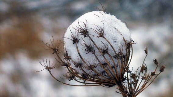 Ein Schneeball hat sich auf einer abgetrockneten Blüte gebildet. © NDR Foto: Holger Felix aus Wismar