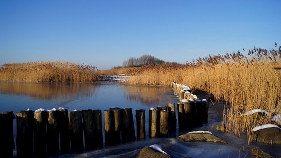 Blick auf das Schilfufer eines zugefrorenen Sees. © NDR Foto: Martin Weise aus Wismar