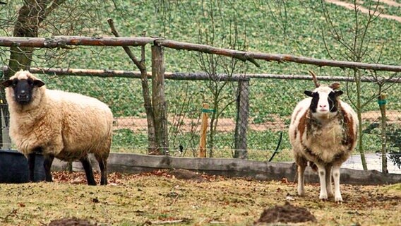 Zwei Schafe die in die Kamera schauen. © NDR Foto: Renate Reinbothe aus Thurow