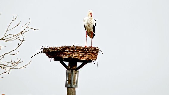 Ein Storch in einem Nest © NDR Foto: Uwe Meyer aus Lübtheen