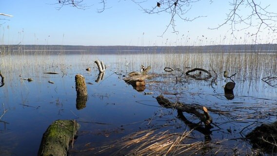 Der Ufer des Plauer Sees © NDR Foto:  Reinhard Biedler aus Karow