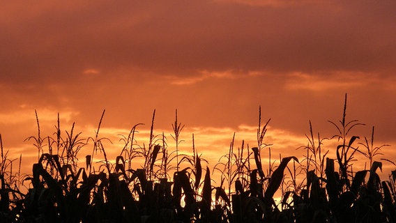 Ein Maisfeld im Sonnenuntergang © NDR Foto: Brunhild Hering aus Kraak