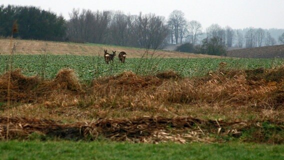 Äsende Rehe auf einem Feld. © NDR Foto: Renate Reinbothe aus Thurow