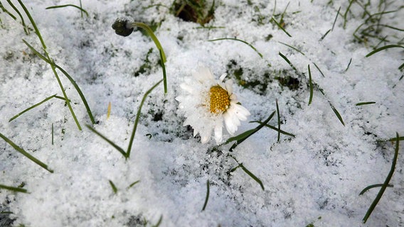 Ein Gänseblümchen wächst durch die Schneedecke. © NDR Foto: Sophie Rademacher aus Boizenburg/Elbe