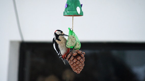 Ein Buntspecht hängt an einer Futterkrippe © NDR Foto: Marie Bork aus Grevesmühlen