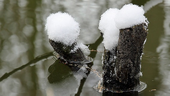 Schneehauben türmen sich auf Ästen im Wasser. © NDR Foto: Marlies Börger aus Güstrow