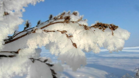 Eiskristalle an Gräsern © NDR Foto: Ralph-Ingo Unger aus Labenz
