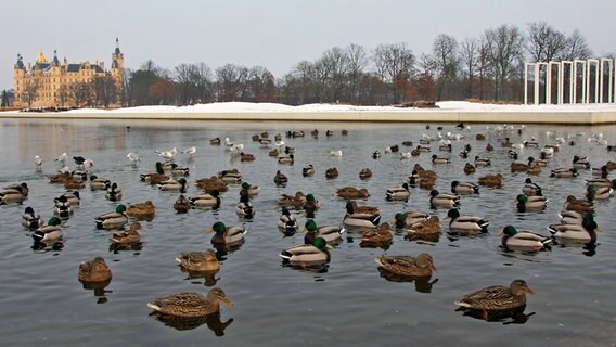 Enten schwimmen auf dem Schweriner Burgsee im Winter. © NDR Foto: Robert Auer aus Schwerin