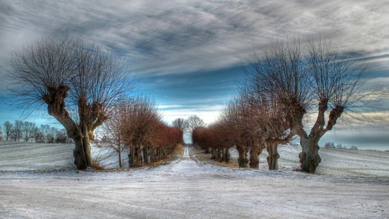 verschneite Allee © NDR Foto: Andreas Garling aus Rostock