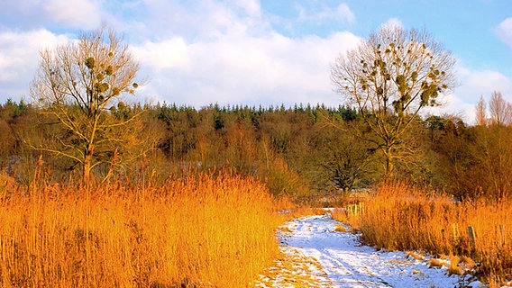Mecklenburger Landschaft im winterlichen Sonnenlicht © NDR Foto: Arnold Prosch aus Schwerin