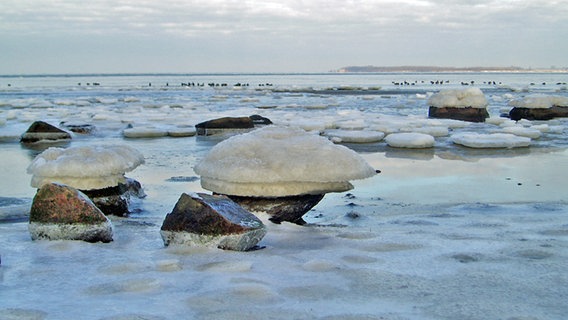 Steine im flachen Ostseewasser tragen Eishüte © NDR Foto: Viktoria Reinhardt aus Fliemstorf