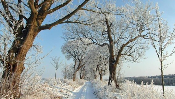 Ein eingeschneiter Winterweg © NDR Foto: Ralph-Ingo Unger aus Groß-Labenz